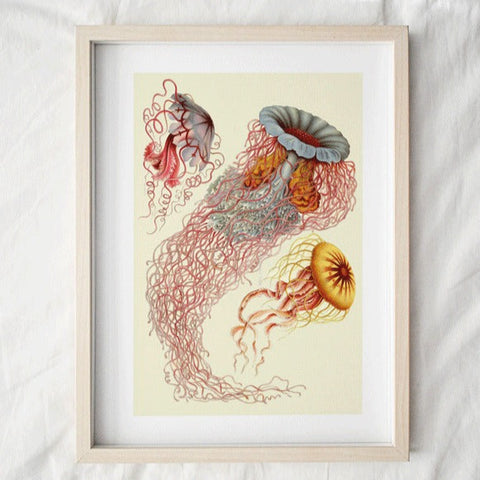 Jelly Fish 2 Art Print in a A4