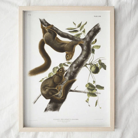 Squirrel 2 Art Print in A4