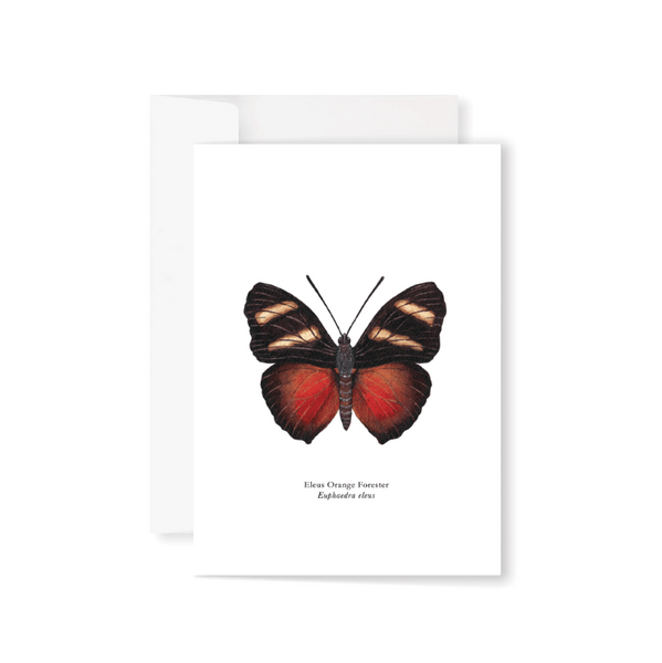 Bufferflies Boxed Greeting Cards