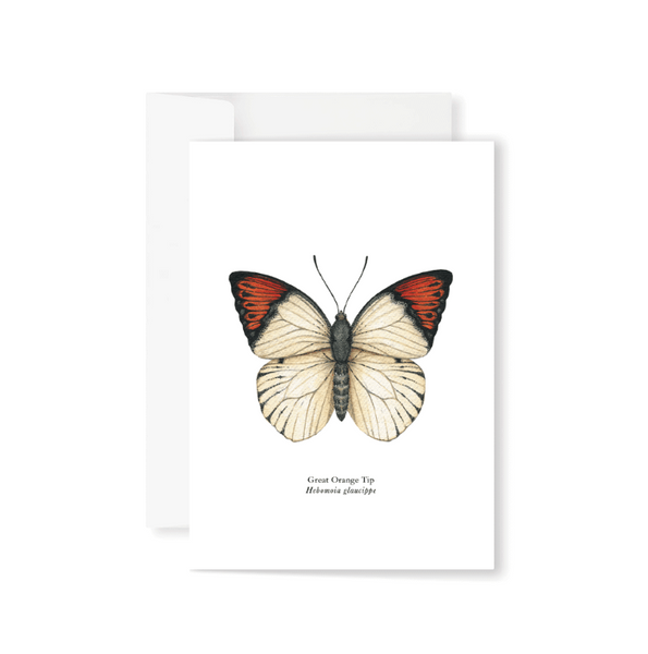 Bufferflies Boxed Greeting Cards