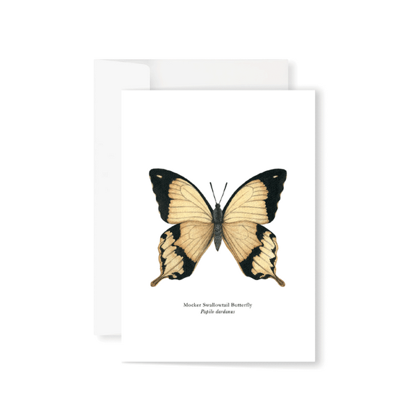 Bufferflies Boxed Greeting Cards