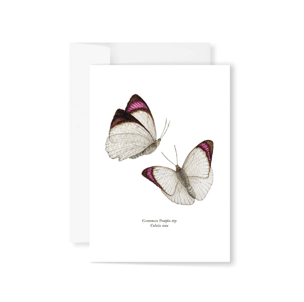 Bufferflies Boxed Greeting Cards