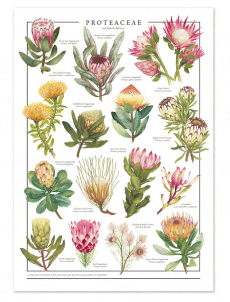 Proteaceae Tea Towel