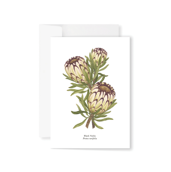 Proteas Boxed Greeting Card Set