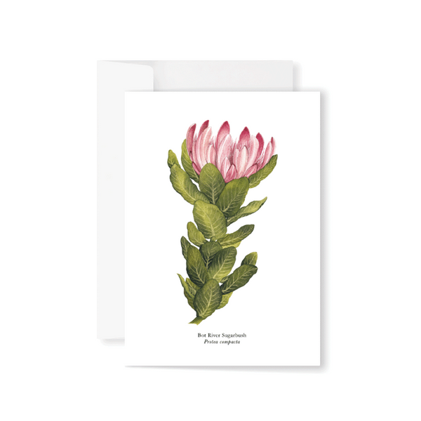 Proteas Boxed Greeting Card Set