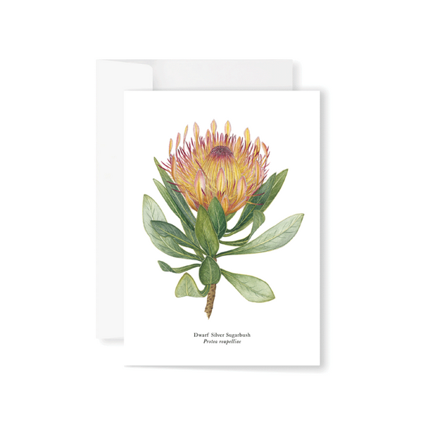 Proteas Boxed Greeting Card Set