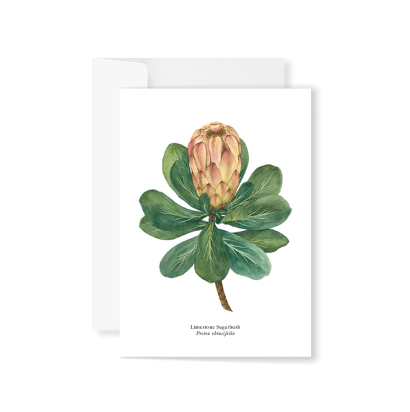 Proteas Boxed Greeting Card Set