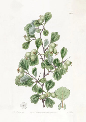 Hendrik Willem White Botanical Tea Towel (1890)